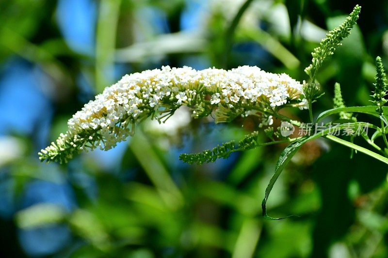 budleja / Butterfly Bush /夏季丁香